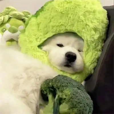 ins高级质感男生女生通用动物头像