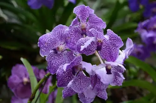 万代兰怎么养护有哪些养护方法