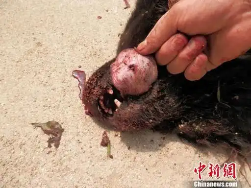 当地一村民养的一只两岁藏獒近日遭遇一群野生动物围攻,并被咬死