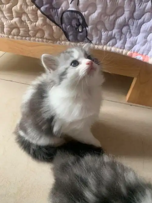 超甜美长毛美短找新家