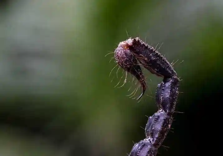 模糊绿色背景下的蝎子带刺的尾巴