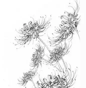 彼岸花的素描图片