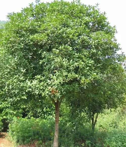 安徽苗木基地 大叶女贞 ( 地径8公分 )