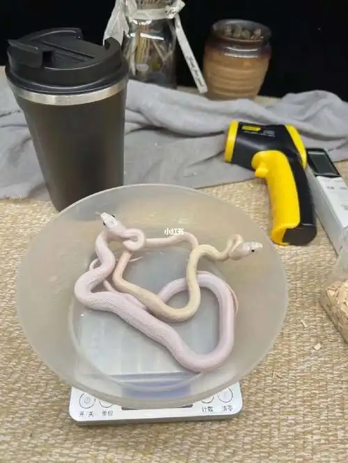 玉米蛇  #白娘娘蛇  #白娘娘 #爬宠