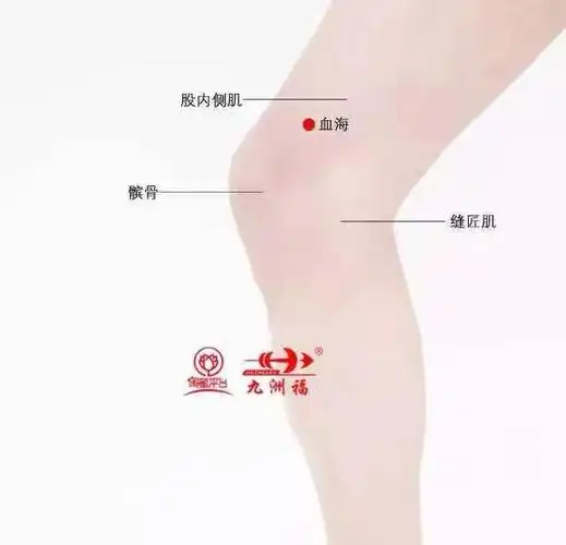 在大腿内侧,膝盖内侧端向上2 寸.