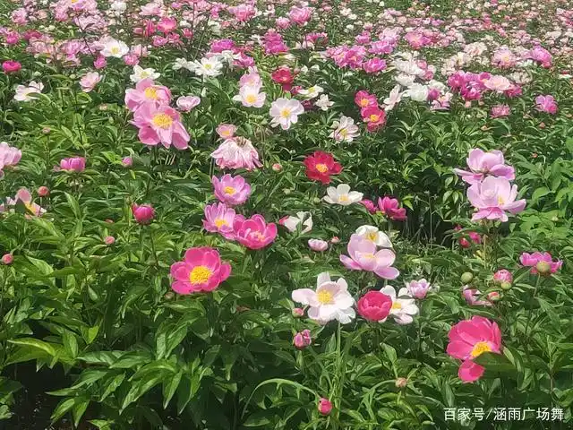 百花齐放,万物复苏风景迷人,正是出游的好时节