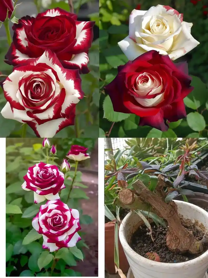 法国双生玫瑰花盆栽~寓意一生相守永不分离,开出的花呈现两种不同颜色
