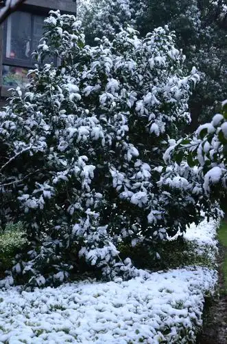 上海下雪了,,小区雪景. .