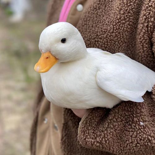 纯种柯尔鸭活宠物鸭科尔鸭幼仔可达鸭网红小黄鸭子柯基柯达鸭幼崽