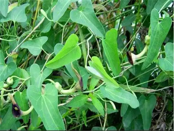 青木香的功效与作用