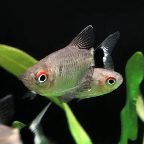 灯鱼鱼之银屏电灯眼鱼红眼银灯鱼蓝眼热带观赏鱼