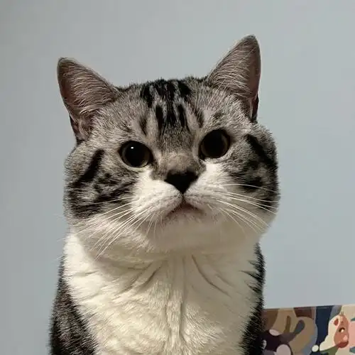 猫咪发腮的归宿都是长成电视机脑袋吗