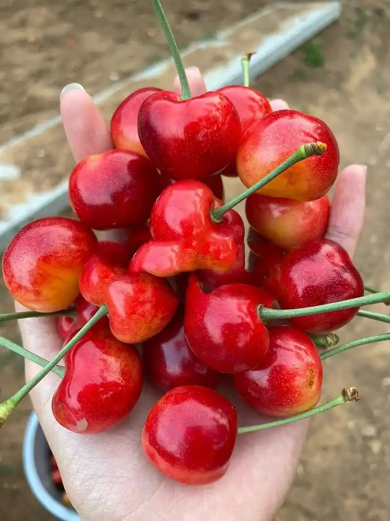 正宗大连雷尼大樱桃 给想要了解雷尼及更多其他品种的小伙伴们的小