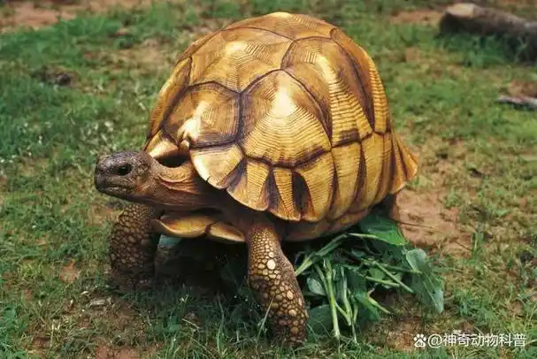 巴西龟是其中较为普遍的品种,价格相对便宜,只需10块钱就可以购买两三