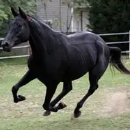 马头像图片大全霸气的好看霸气的骏马高清图片头像