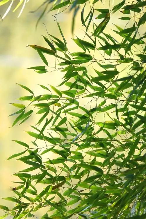 东明山～清风竹韵