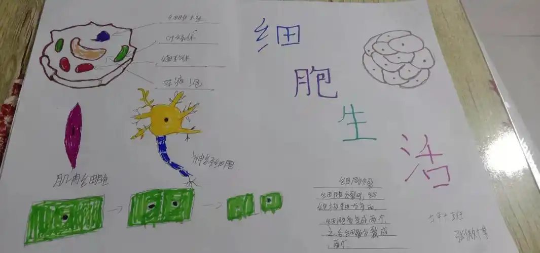 遇见细胞生物手抄报生物手抄报