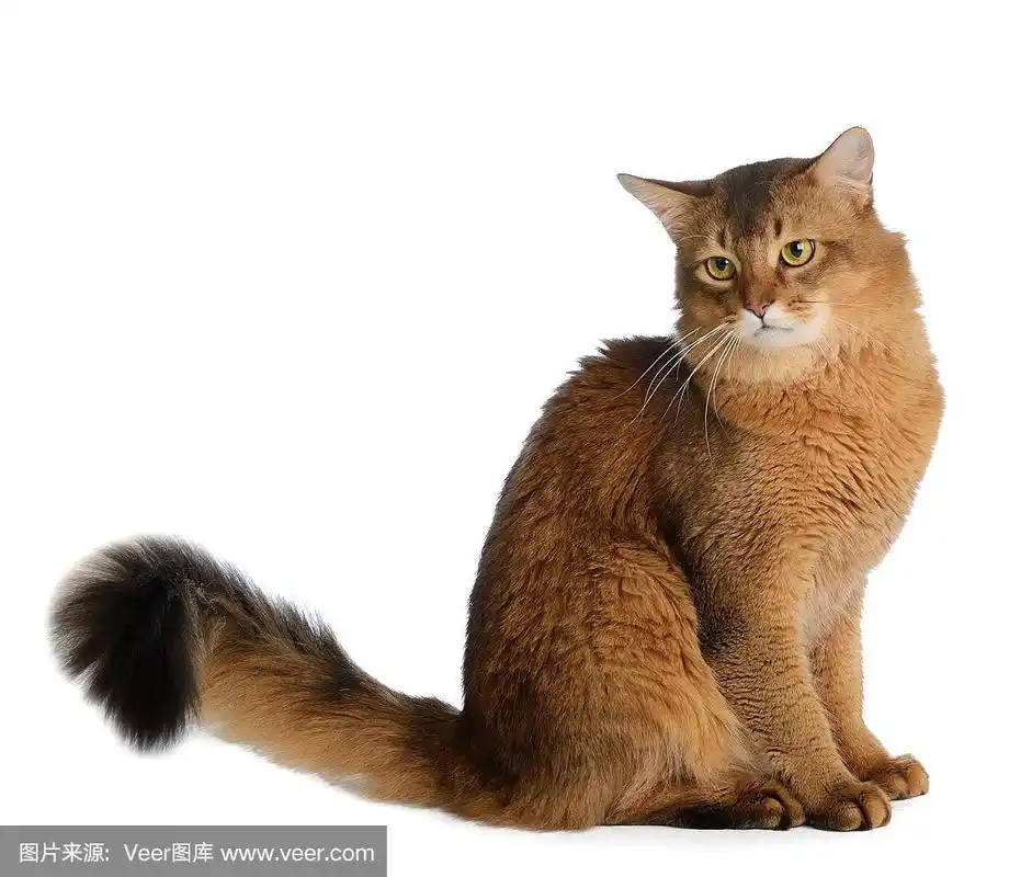 索马里猫孤立在白色背景