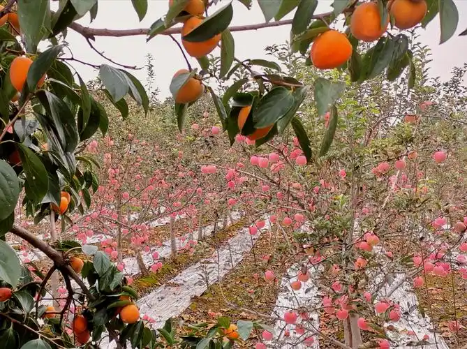 果园飘香 硕果累累