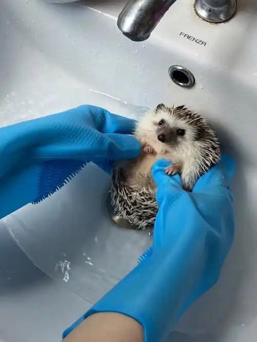 自家小刺猬找领养