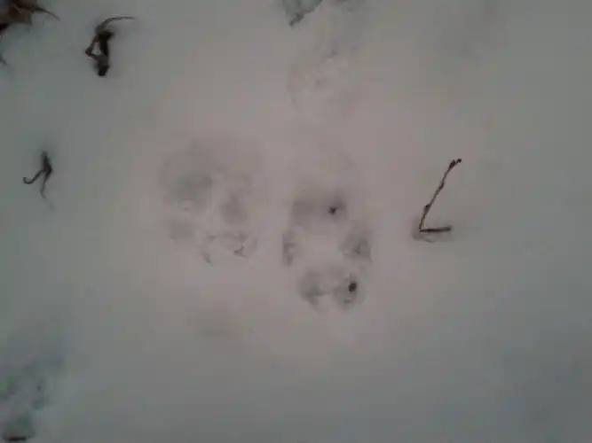 鹿蹄印是什么形状