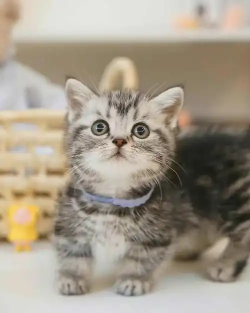 矮脚虎斑弟弟 萌哭了!