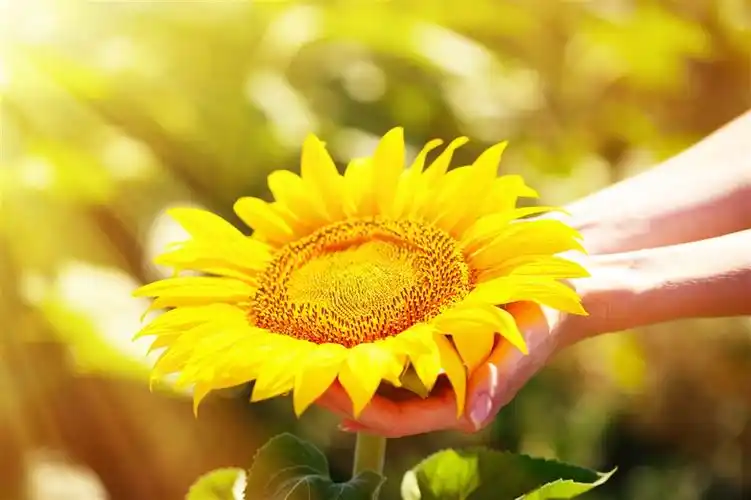 唯美手捧向日葵鲜花图片