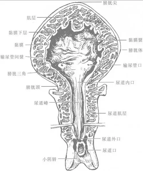 图2313女性膀胱和尿道冠状切面前面观