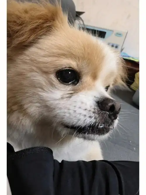 我家的串串狗一直看不出来是啥品种串的