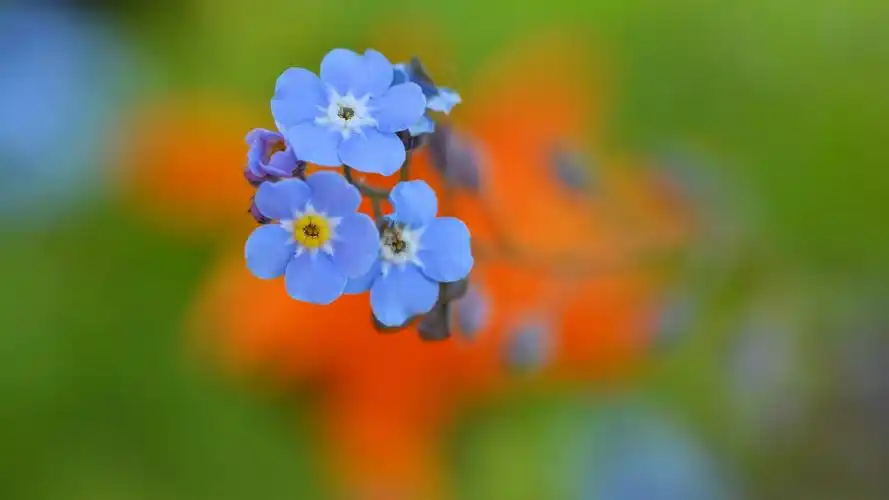 植物图片,护眼壁纸,唯美,花卉,植物,护眼,电脑壁纸,壁纸蓝色唯美花卉
