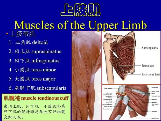 医科大学精品课件四肢肌ppt