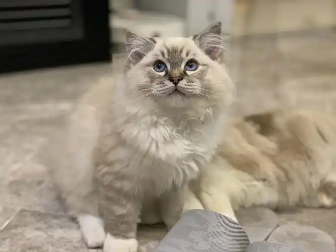 广东广州 |(只剩下两只啦)山猫纹手套布偶 超美山猫妈妈 天.