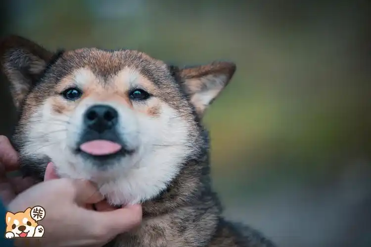 柴犬的迷之微笑2