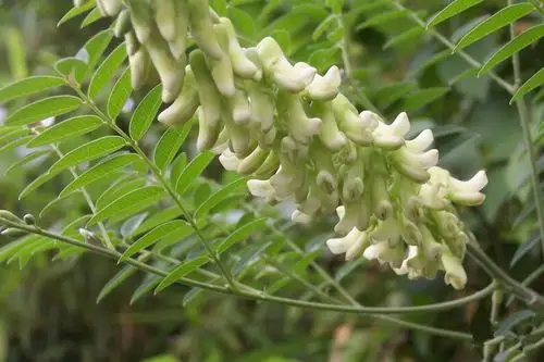 苦参粉 苦参浓缩粉 地槐纯粉