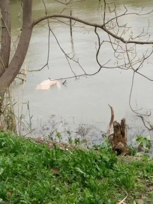 昨天,如皋周边金凤村某河内发现一具女性浮尸!