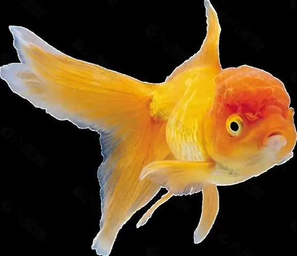 漂亮红色金鱼侧面png透明素材