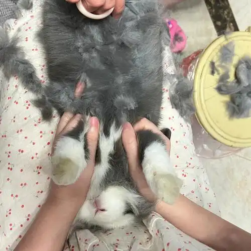 兔子剪毛