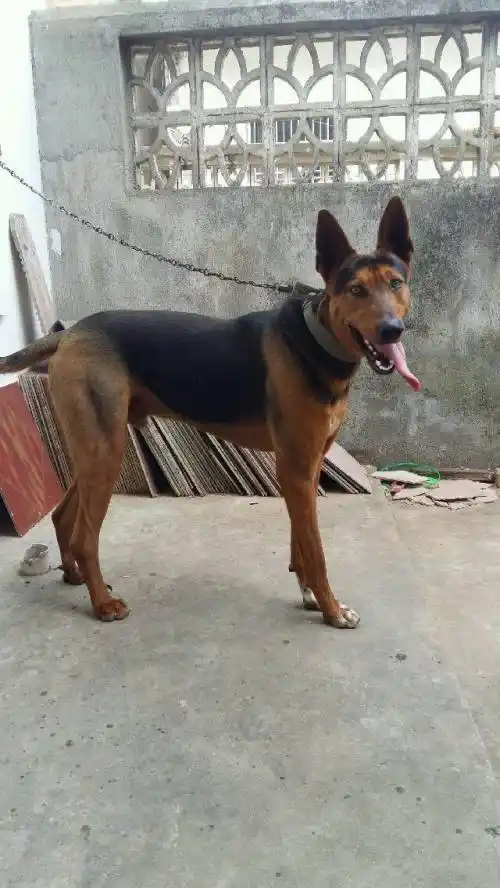 我有一条狗,不知道是什么狗,别人说是川红,我看着不像