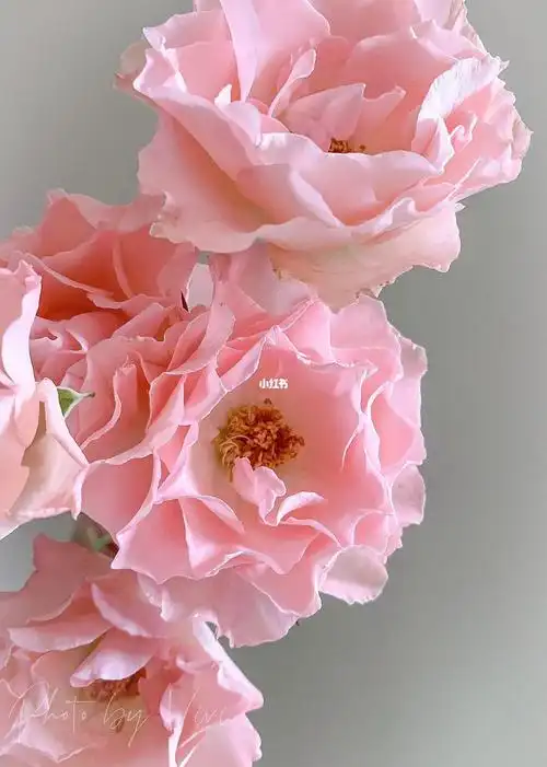 人鱼公主多头玫瑰