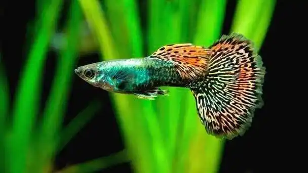 养孔雀鱼的水,我们需要注意哪些地方?还真是有讲究的