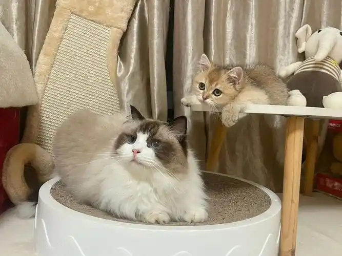 果然两只猫可以获得双倍快乐#金渐层  #布偶猫  #多猫家庭  #小猫咪