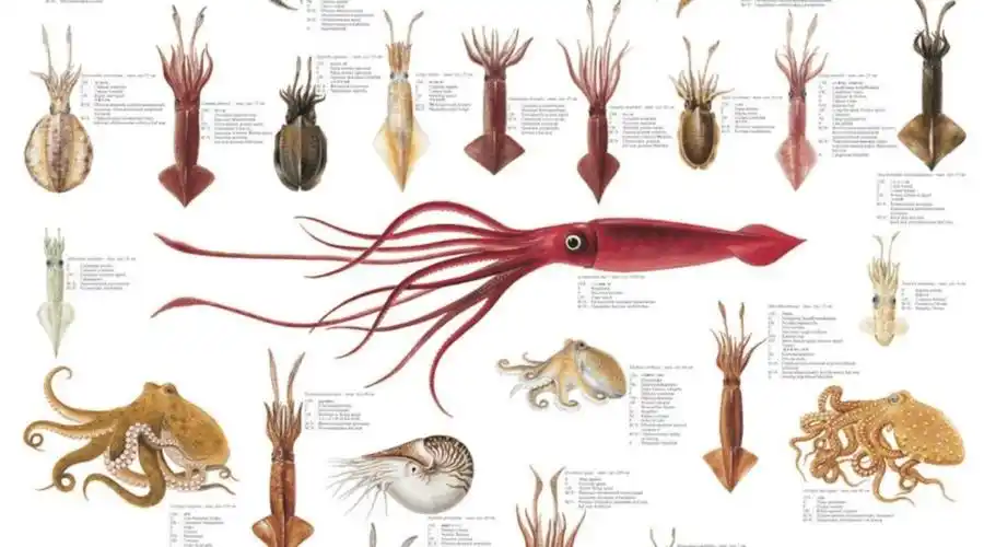 原创章鱼为何没发展出文明明明有9个大脑能编辑基因智商还极高