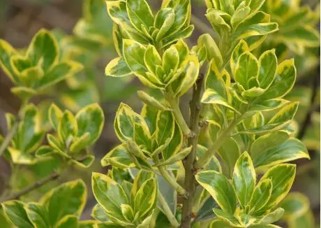 金边大叶黄杨的种植要点