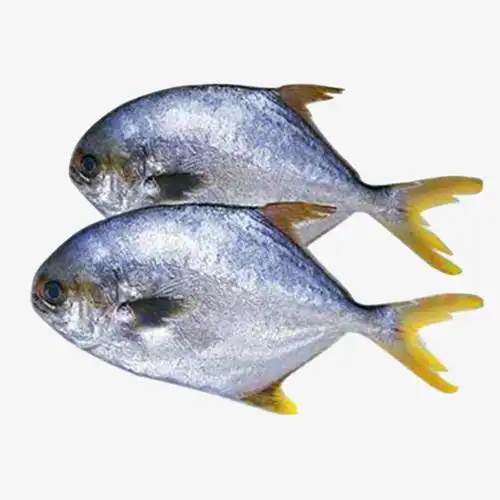 深海金昌鱼活物可食用