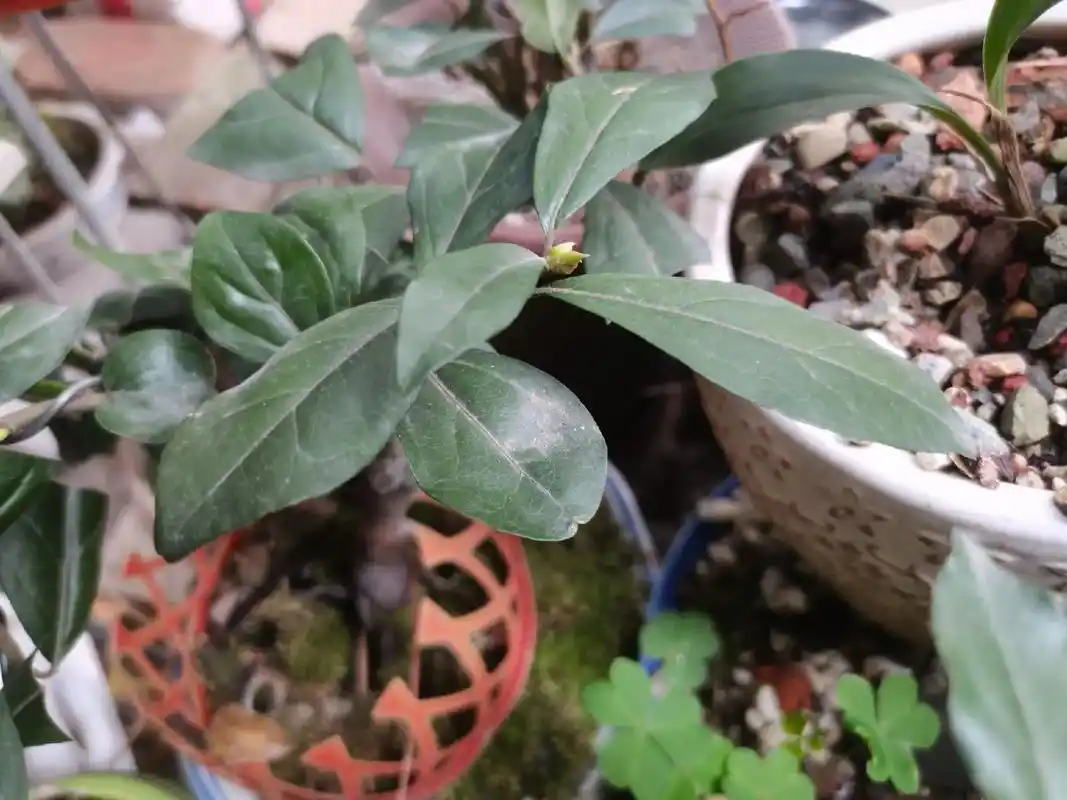 金弹子.春暖花开,阳光明媚,却少了点雨露滋润,只能自个动手了 - 抖音