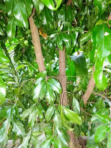 这是金弹子树,是我爷爷从山上挖过来的,这么小,没想到它自己都结了