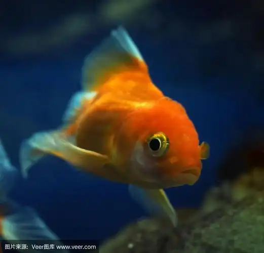 金黄色的鱼在水下游动着,在深海里看着照相机