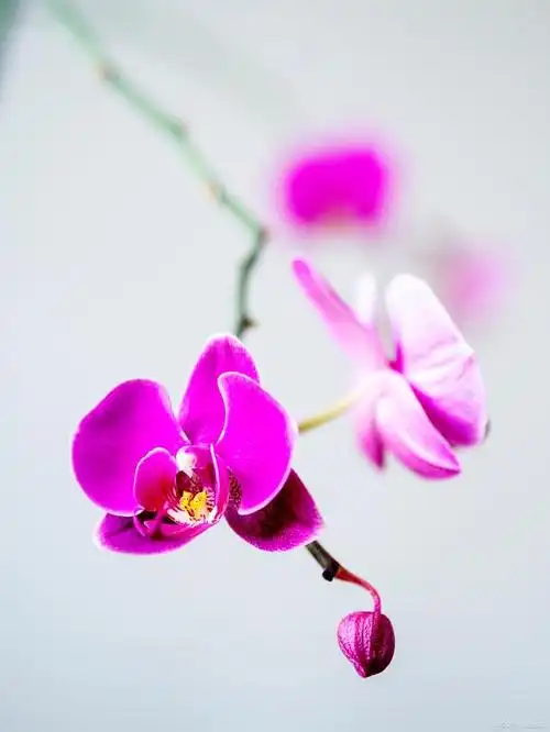 蝴蝶兰的美,不仅仅引人注目