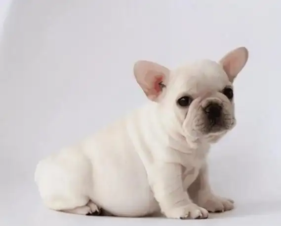 小型宠物狗的品种及图片(8种小型犬非常忠诚)