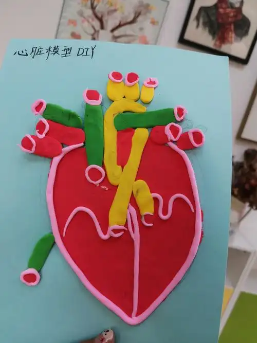 心脏模型